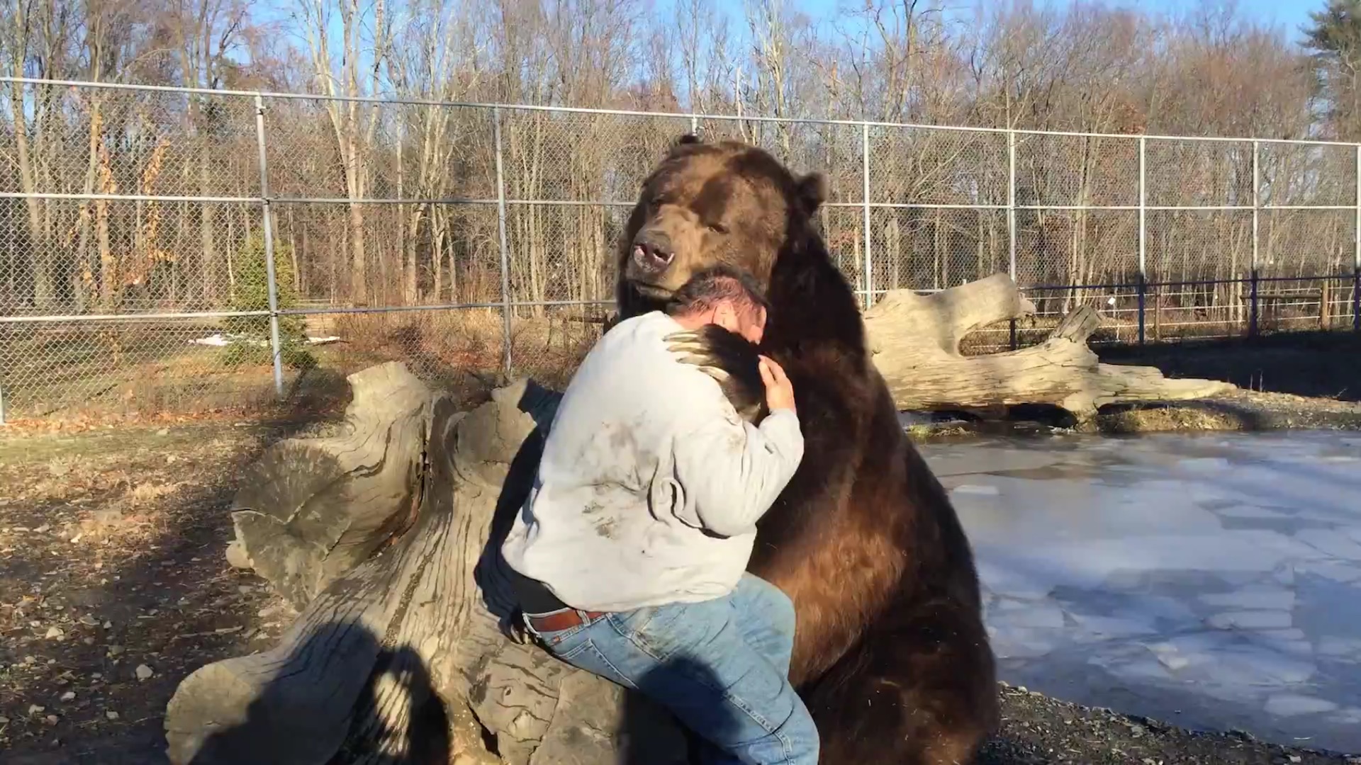  (Video) Jimbo, el oso que llena de muestras de afecto a su cuidador, tras ser rescatado
