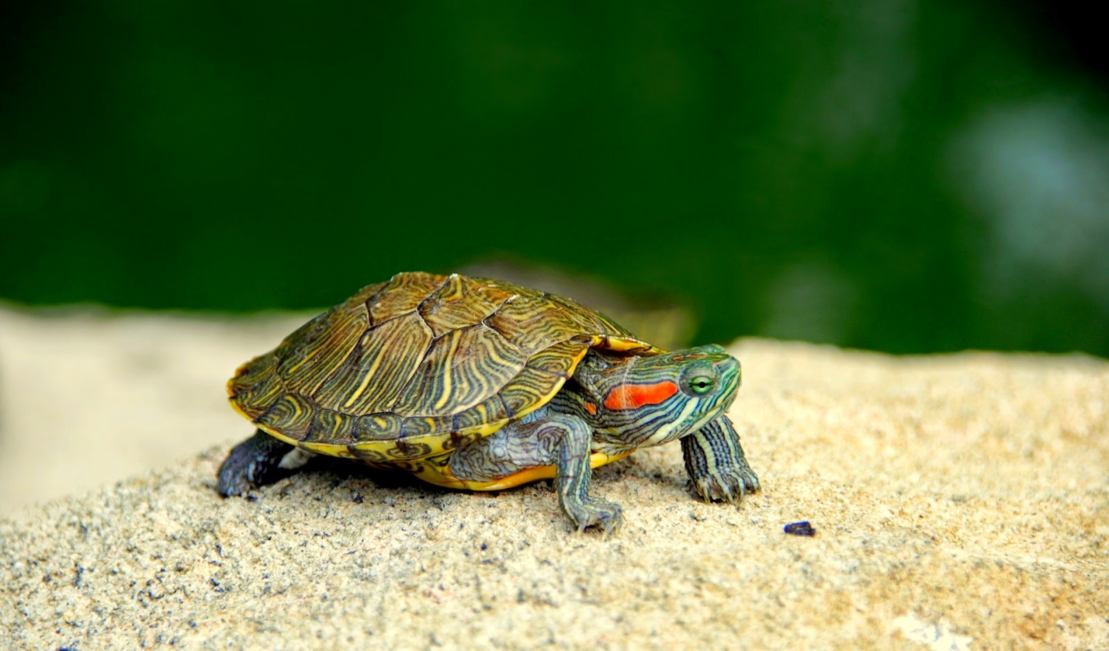  ¿Las tortugas son tus mascotas preferidas? Esto te interesa