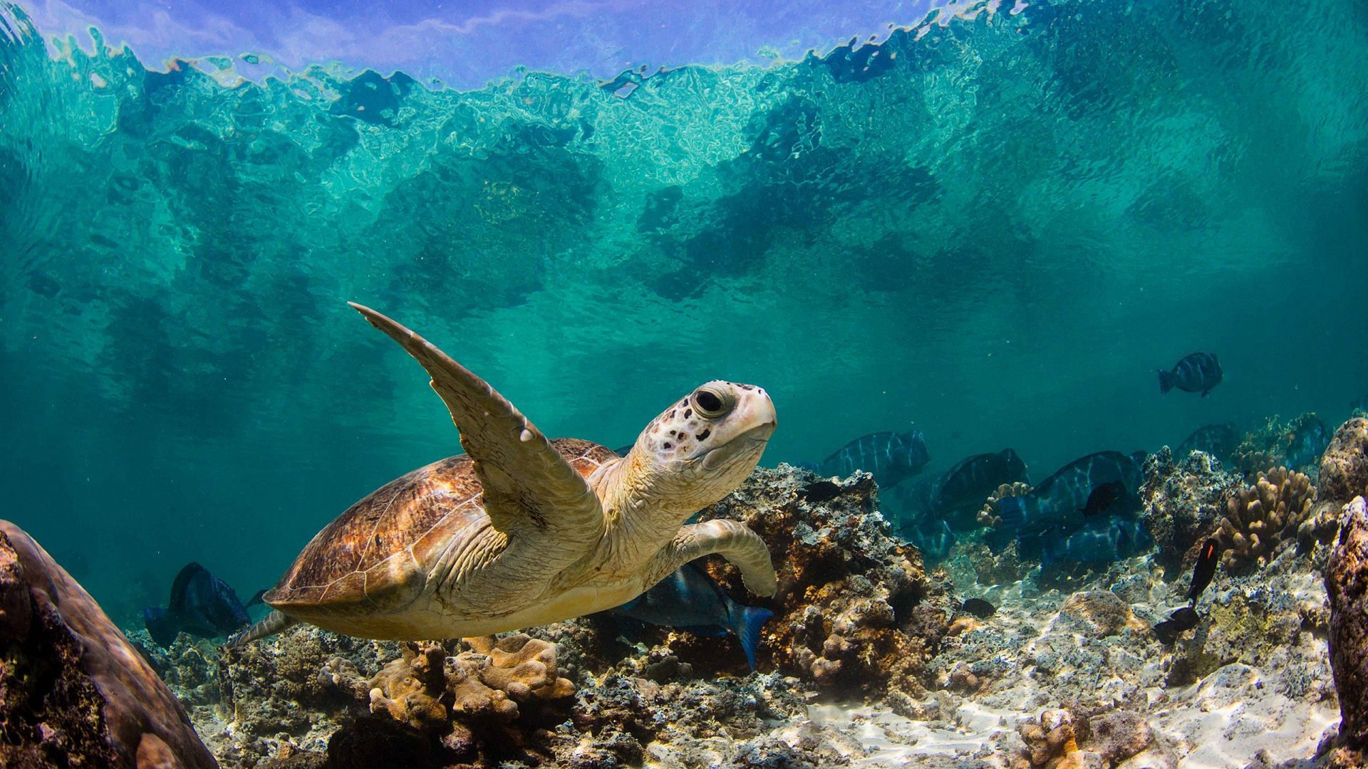  Quintana Roo celebra el 4to Festival de los Océanos