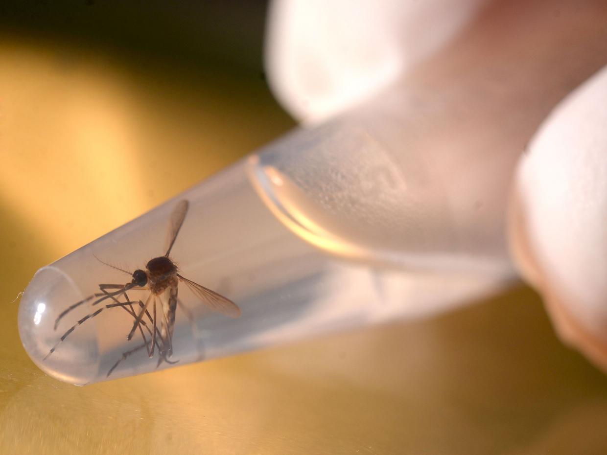 OMS advierte sobre brote de virus del zika en Europa