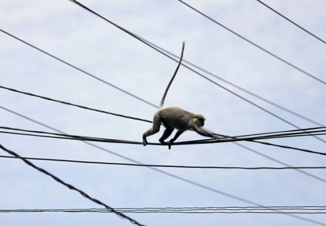  (Video) Mono provoca apagón en toda Kenia y sobrevive