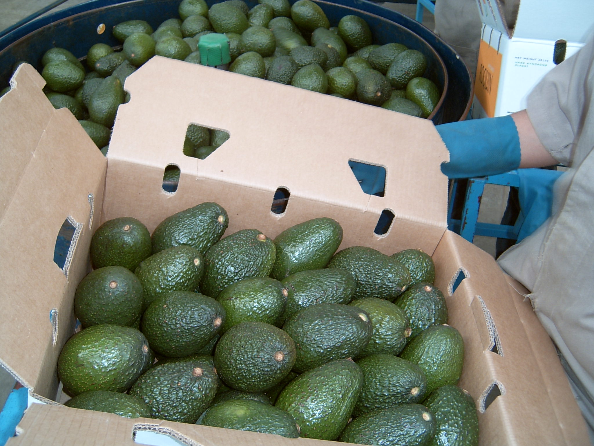  El aguacate sube a 80 pesos el kilo y el huevo a 48; son los productos con mayor alza en junio