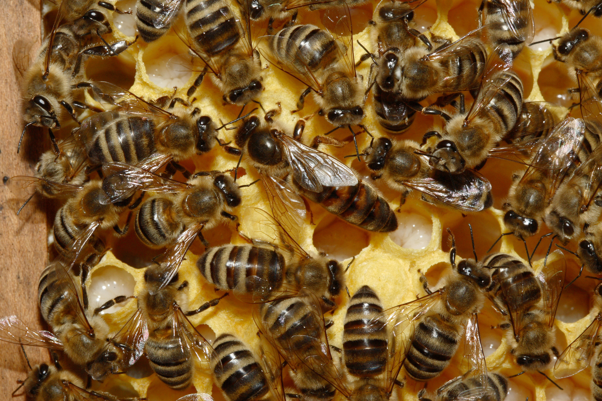  ‘Focos rojos’ por la muerte de miles de abejas en siete estados