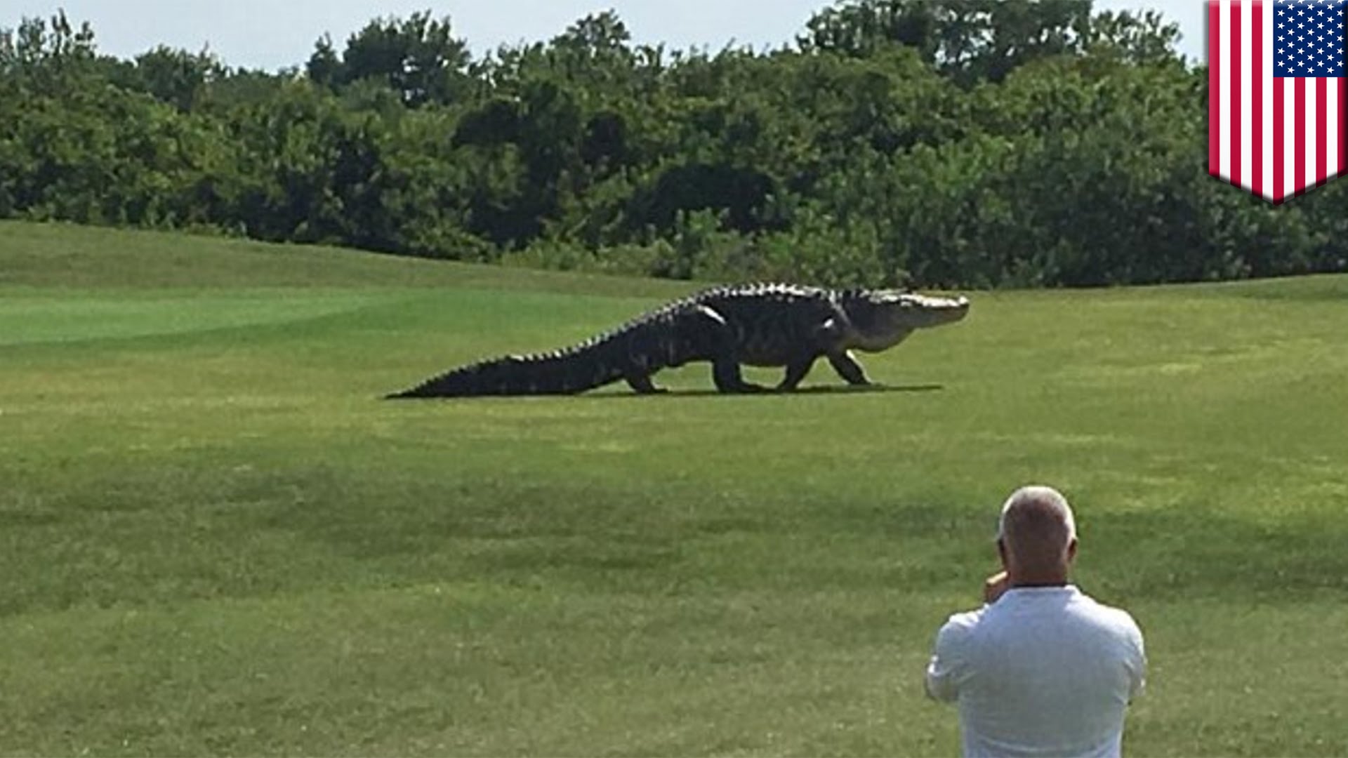  (Video) Cocodrilo gigante se pasea por campo de golf