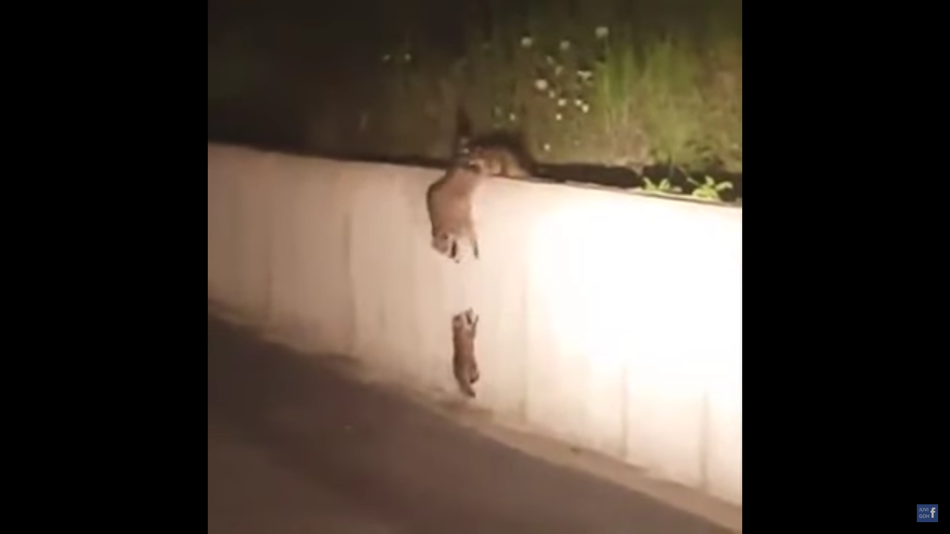  (Video) Mapaches trabajan en equipo para rescatar a su bebé