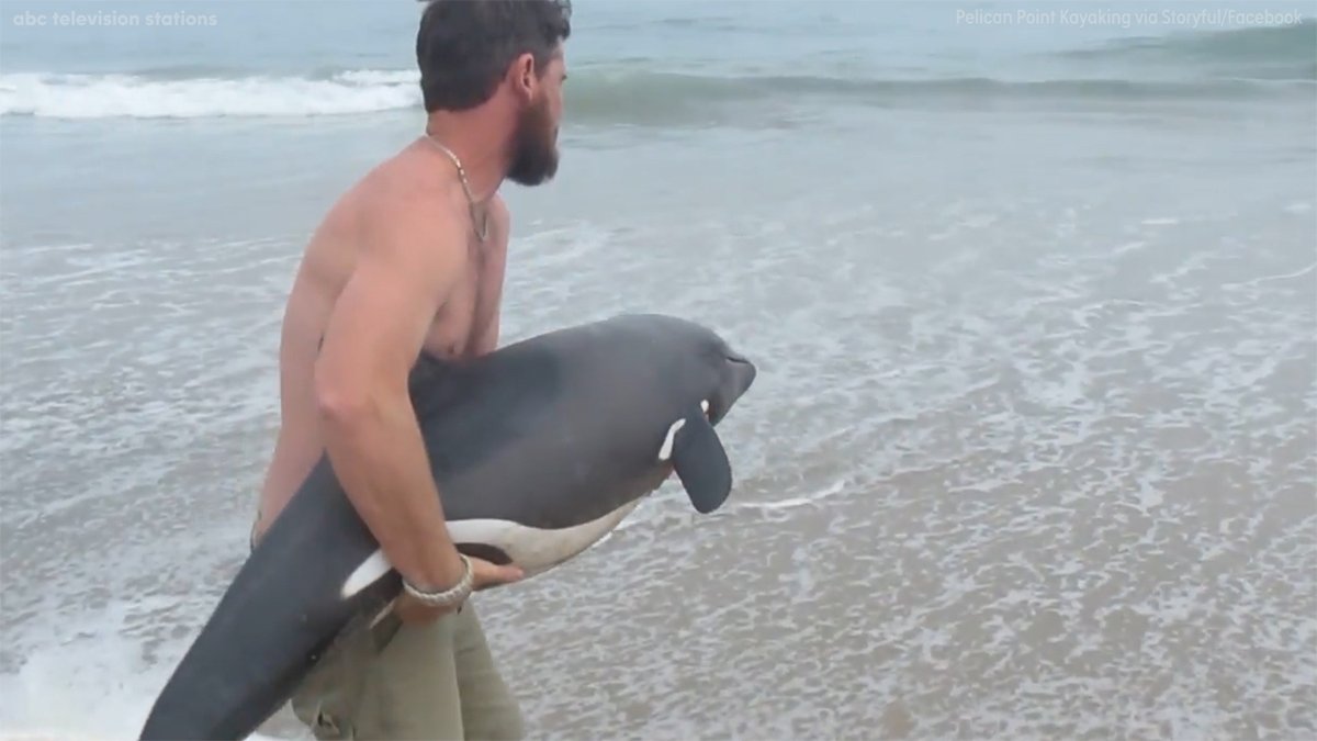  (Video) Joven devuelve al mar a cría de delfín varada en playa