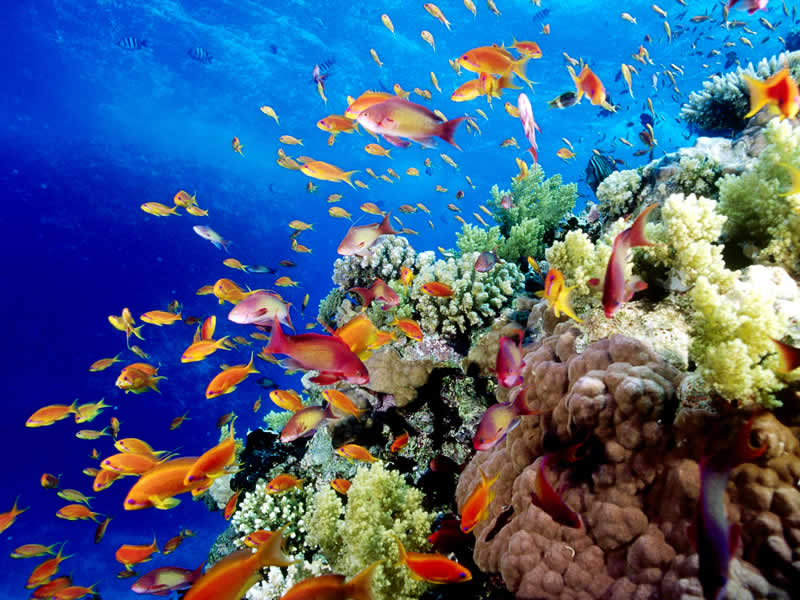  Salvar la Gran Barrera de Arrecifes precisa 11,571 millones de dólares