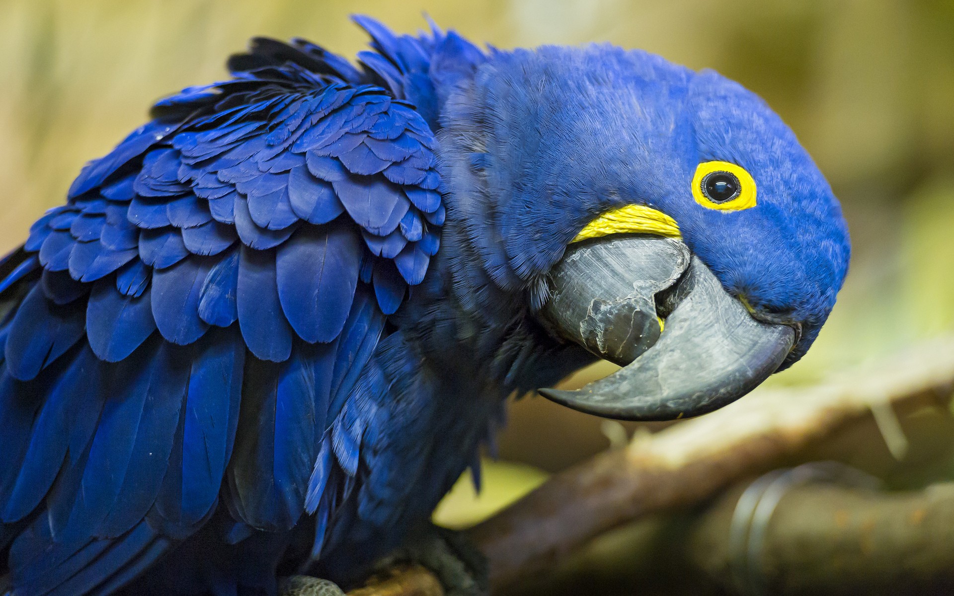  Avistan en Brasil loro azul; se pensaba que estaba extinto