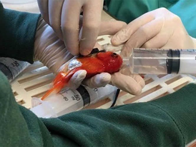  Operan a pez dorado por tumor cerebral en Inglaterra