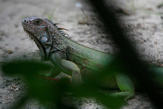  Sacrificarán dos toneladas al día de iguanas verde en las Islas Caimán