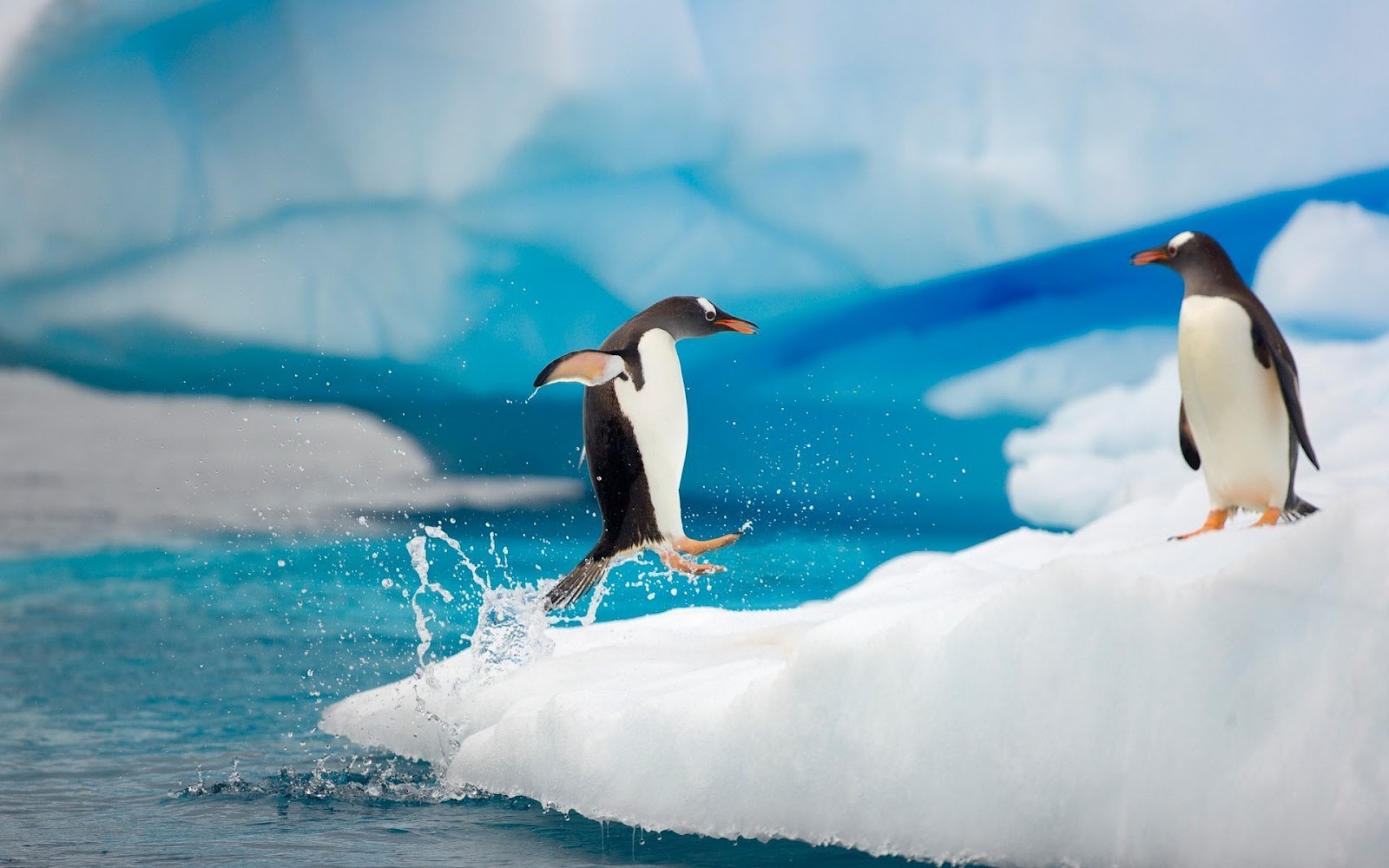  Los pingüinos podrían desaparecer antes de lo que pensamos