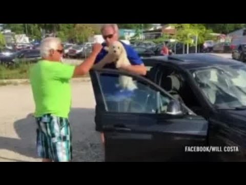  (Video) Rompe cristal de BMW para rescatar a perro