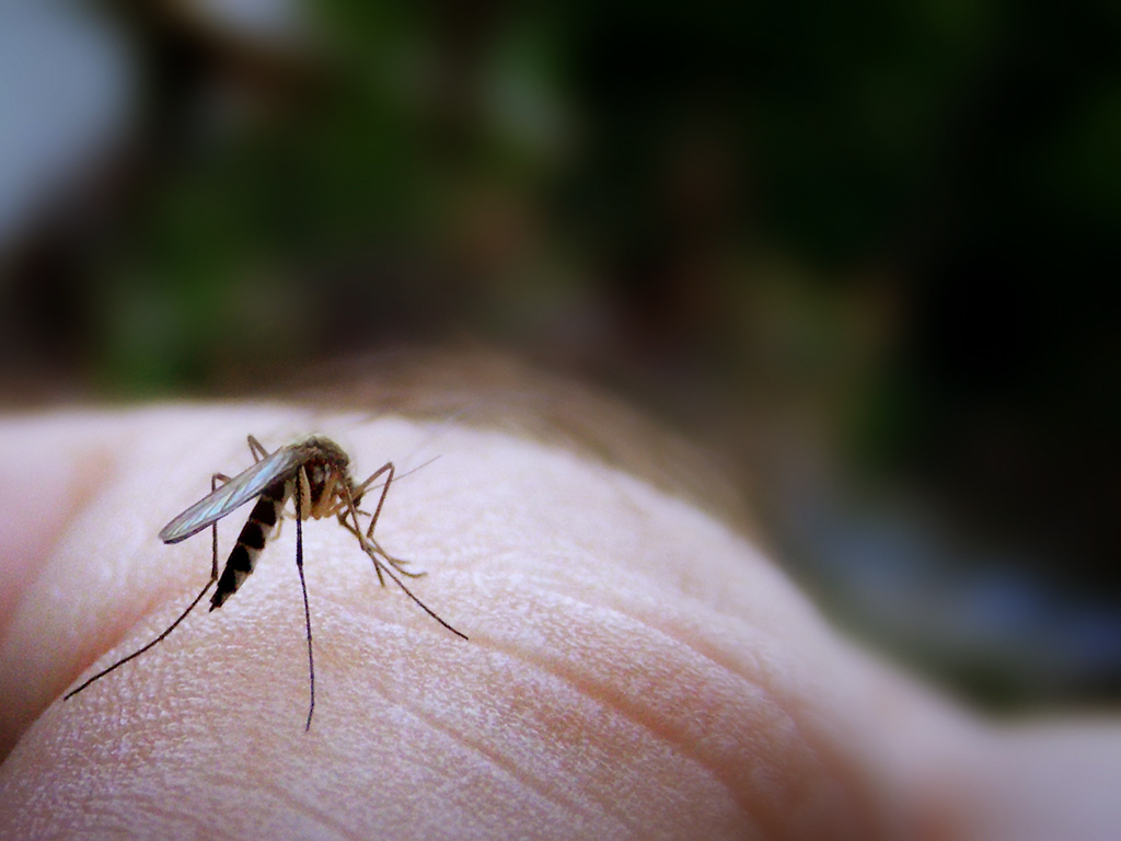  (Video) La mordedura de mosquito, más que un simple ‘piquetito’