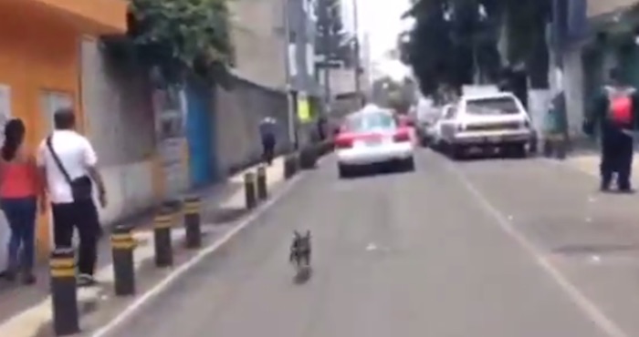  (Video) Perrita corre tras taxi en calles de Iztapalapa luego de ser abandonada