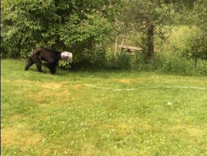  (Video) Hombre salva a oso con cabeza atrapada en bote