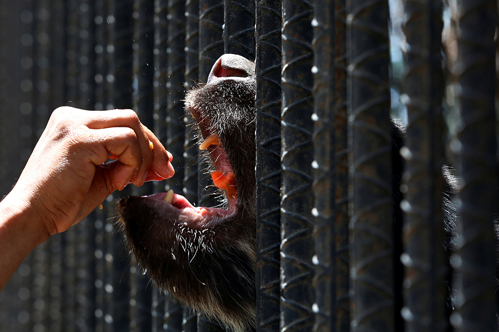  Zoológicos de Venezuela agonizan por la escasez