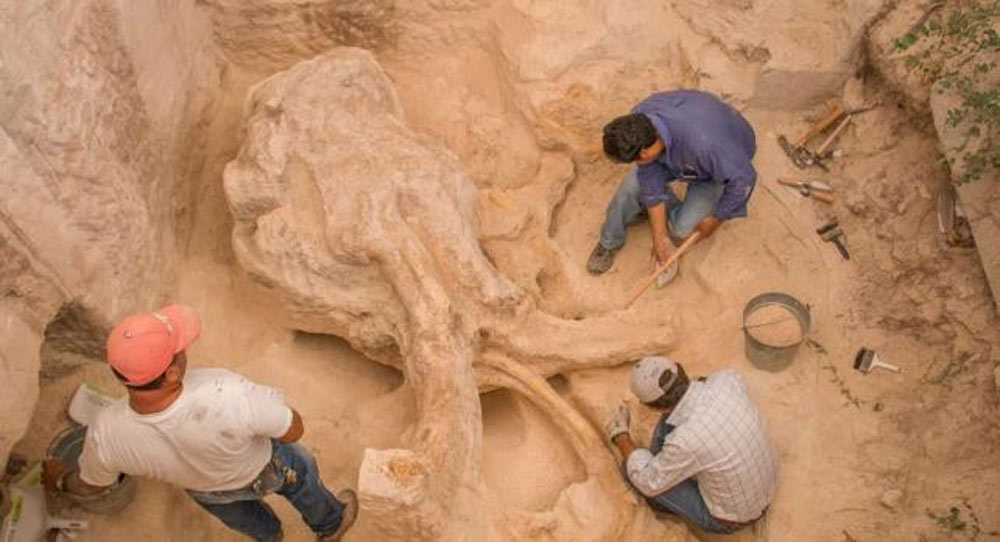  Encuentran restos de mamut en Galeana, Nuevo León