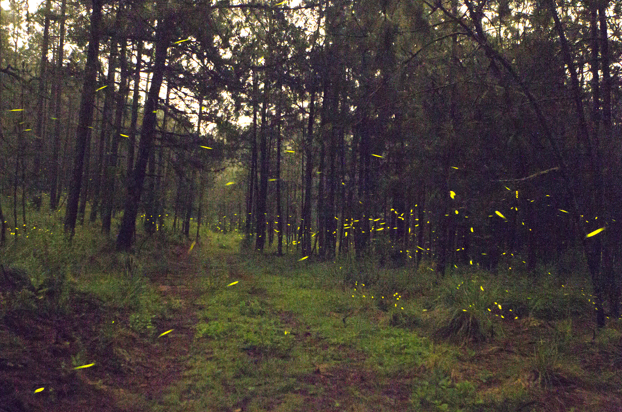  Granjeros en México usan luciérnagas para salvar bosque de Tlaxcala