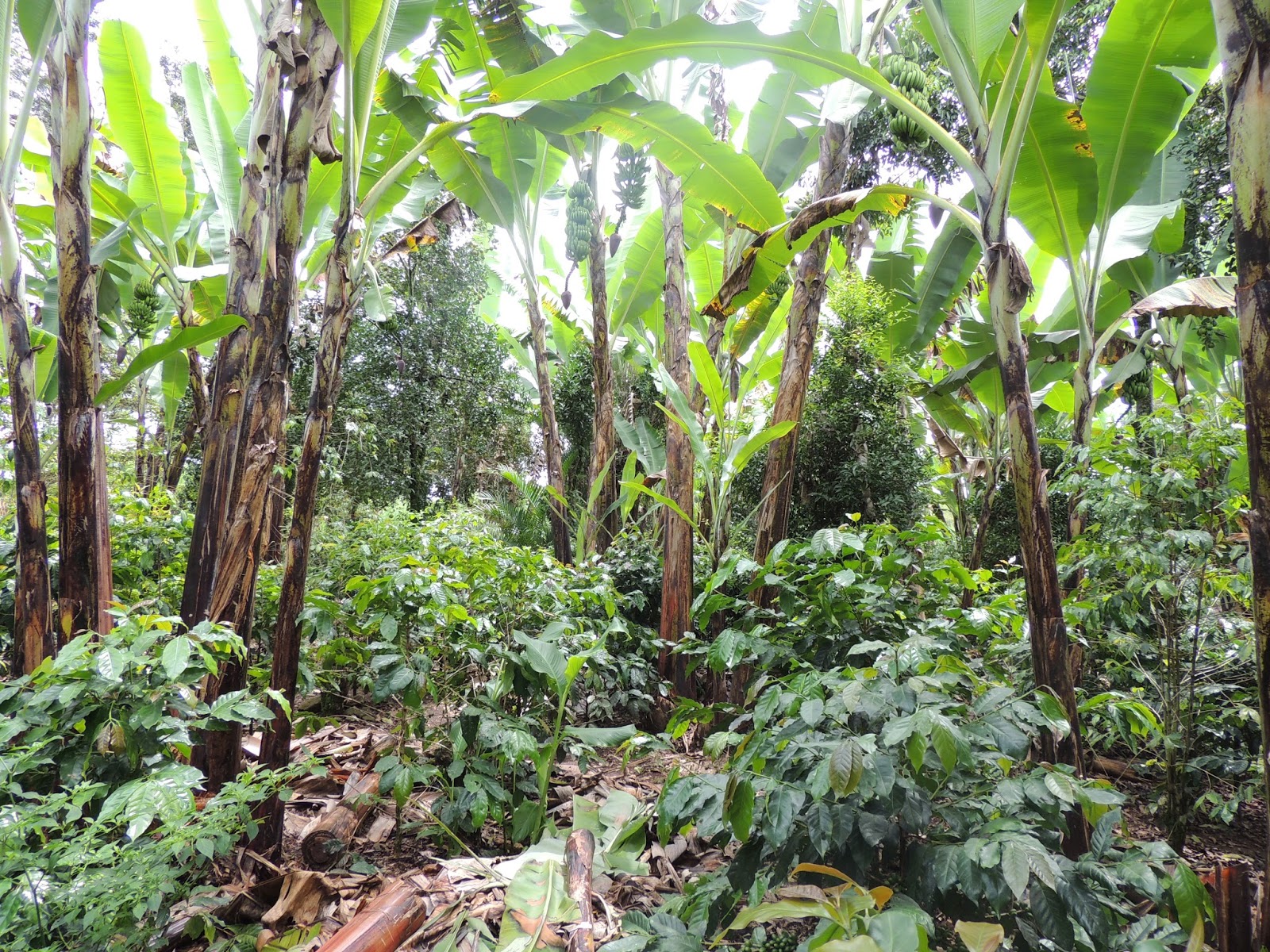  Estudiantes de Veracruz producen papel ecológico con desechos de plátano