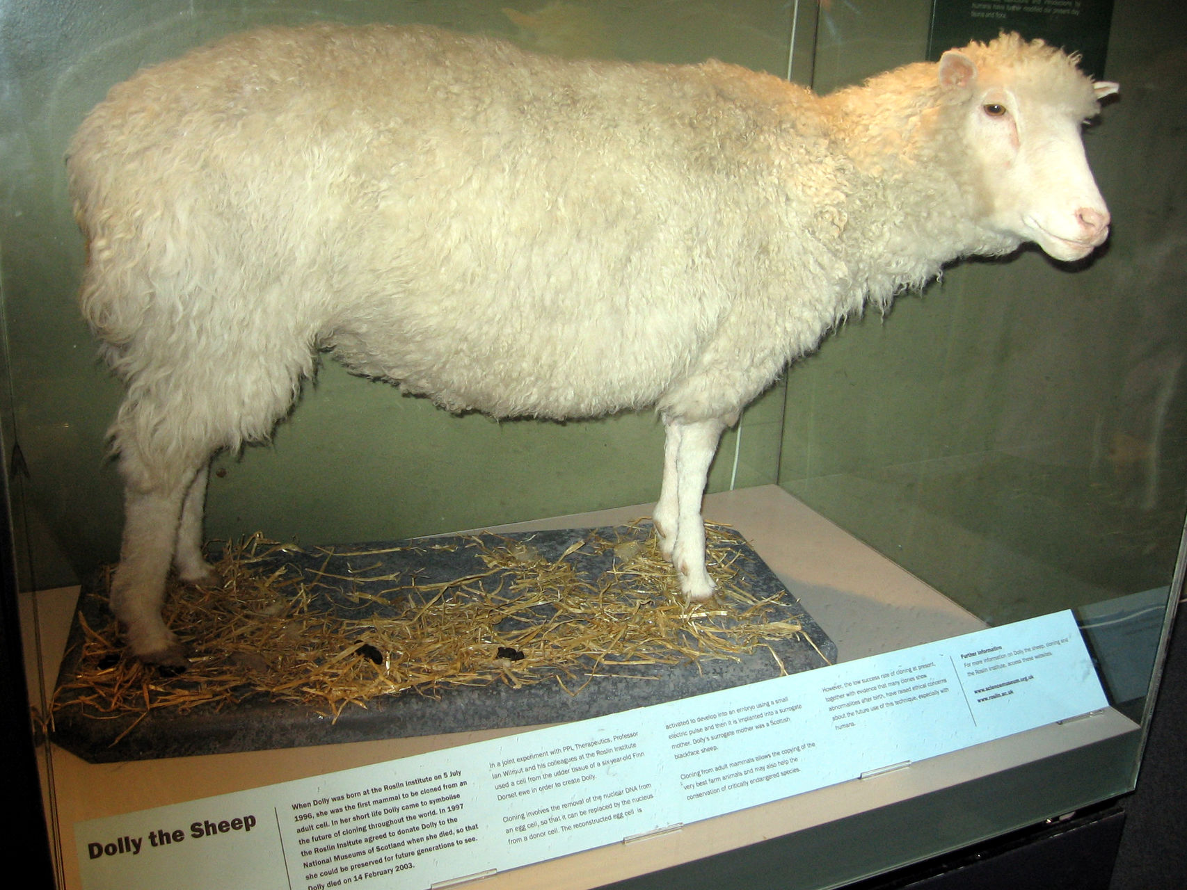  A 20 años del nacimiento de la oveja ‘Dolly’