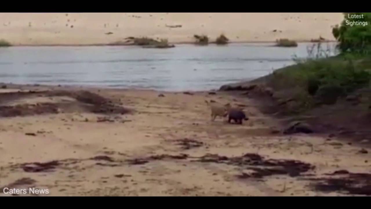  (Video) Bebé hipopótamo defiende a su madre del ataque de un león