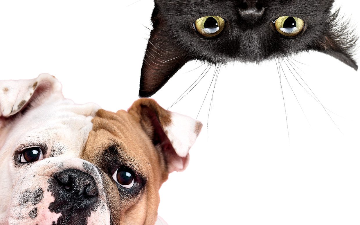  Perros o gatos: ¿Quiénes son más inteligentes?