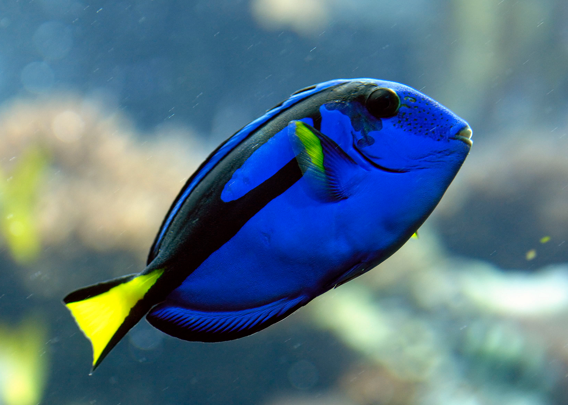  Científicos logran reproducir a pez ‘Dory’ en cautiverio