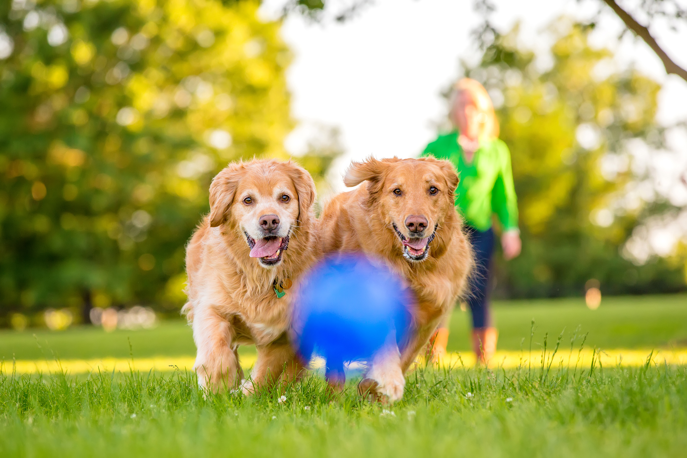  Beneficios físicos y emocionales de tener una mascota