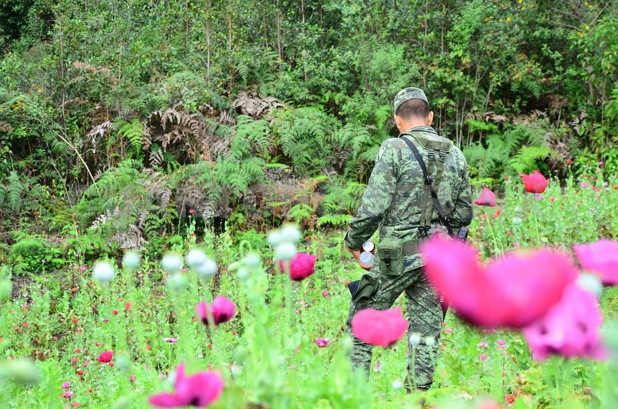  PGR localiza 113 mil 900 plantas de amapola en Chiapas
