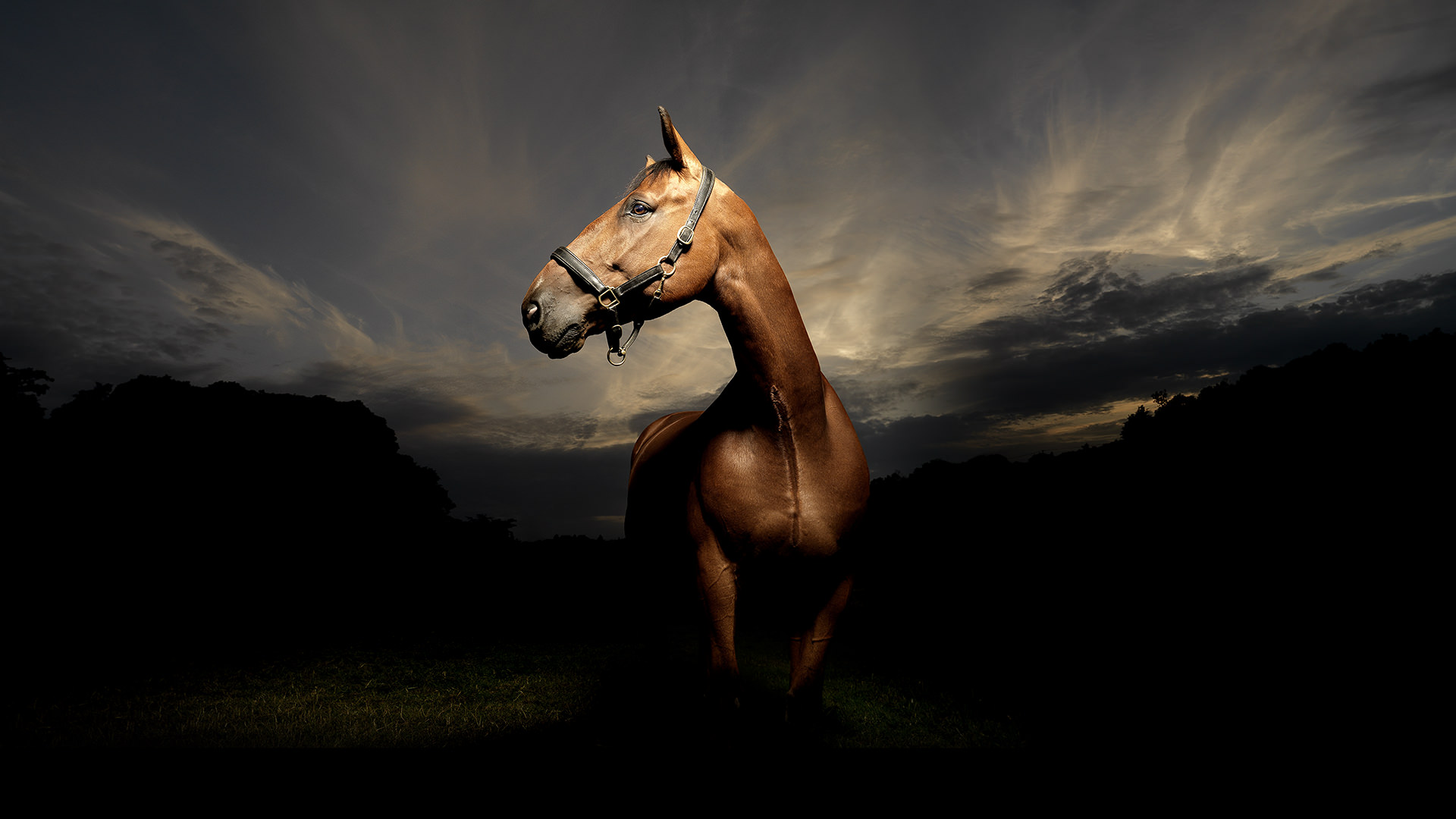  Investigadores demuestran que los caballos pueden leer las emociones