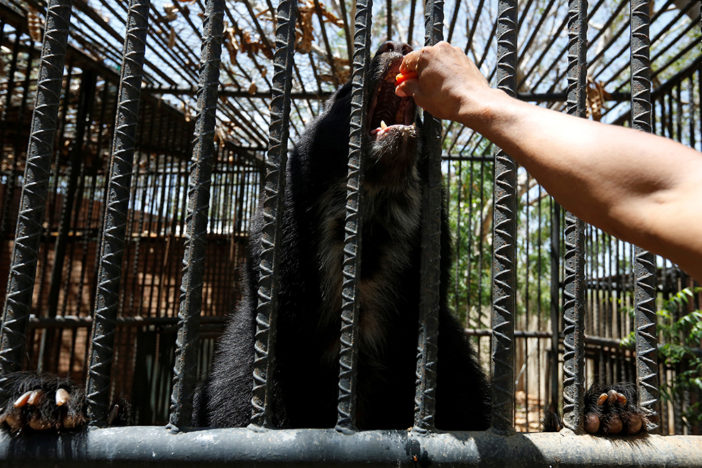  Venezuela niega muerte por inanición de animales del zoológico