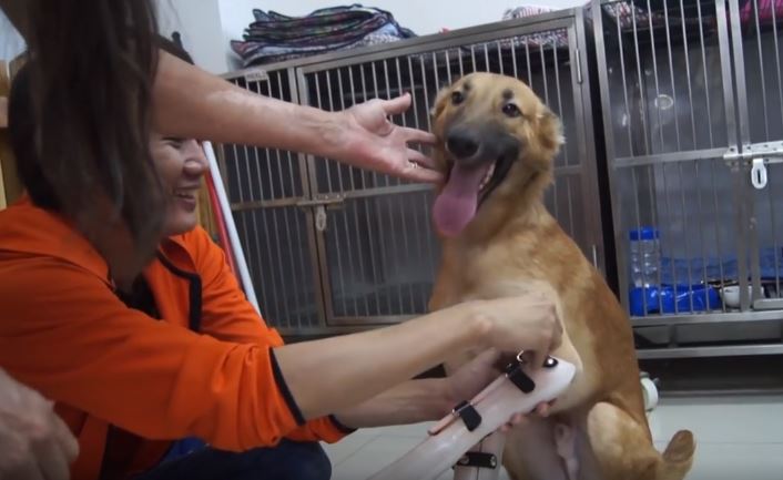  (Video) La reacción de un perro al recibir sus nuevas prótesis