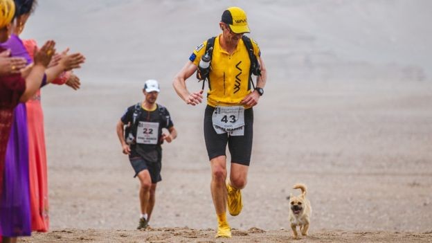  Perrita callejera corre con maratonistas y consigue ser adoptada