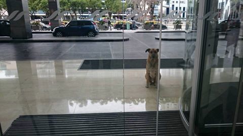  Viral: Azafata adopta a perro que la esperaba fuera de su hotel
