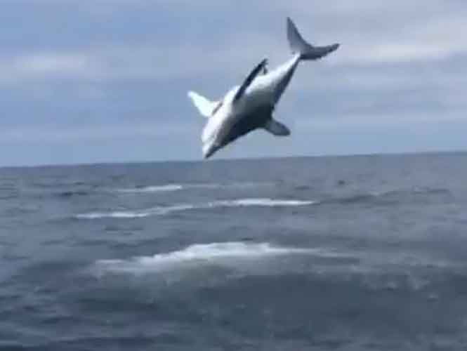  (Video) Tiburón sorprende a pescadores con acrobacias en el aire
