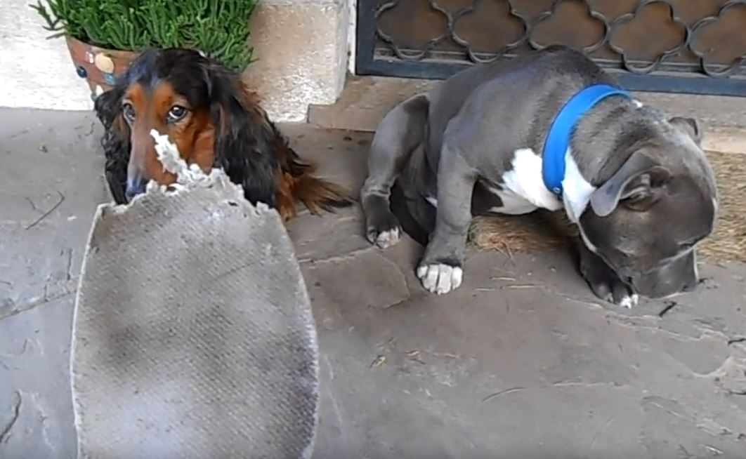  (Video) Estos perros se volvieron virales por su reacción al ser regañados