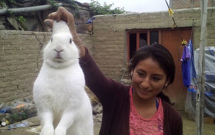  El conejo que escapaba de casa para consumir marihuana