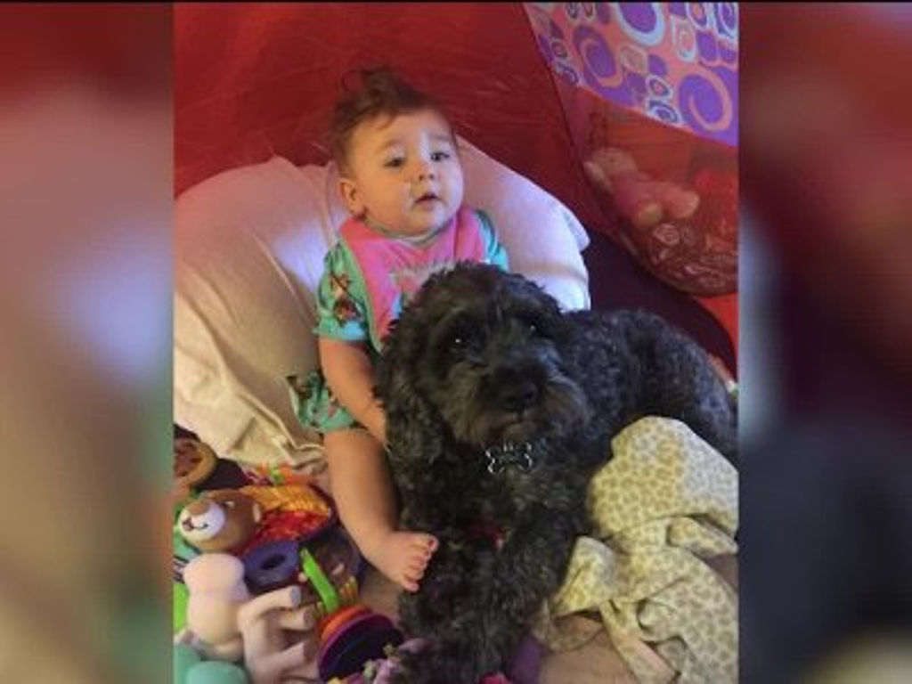  Polo, el perro que murió por salvar a una bebé durante incendio