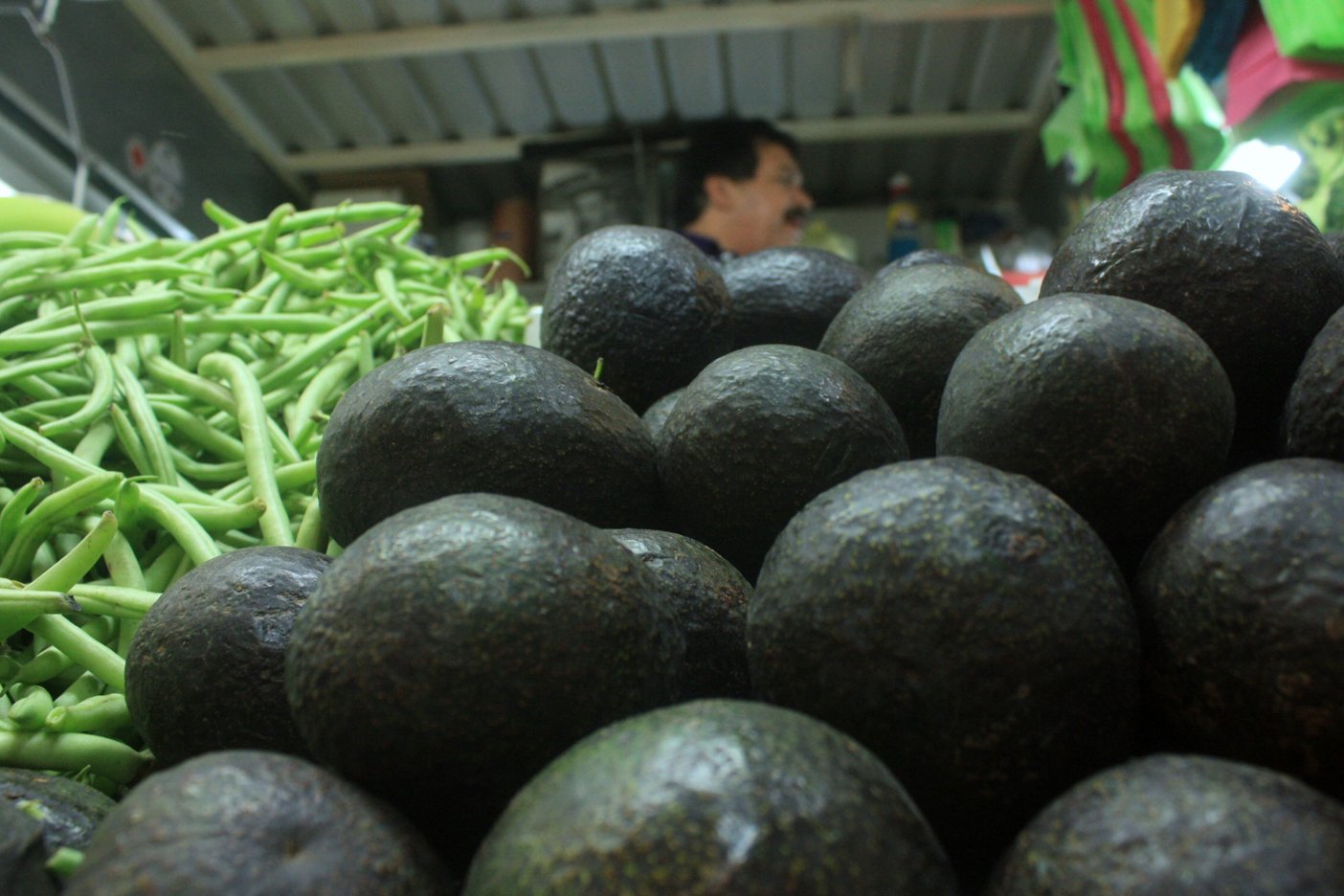  Alta demanda de aguacate aceleran deforestación en bosques de Michoacán