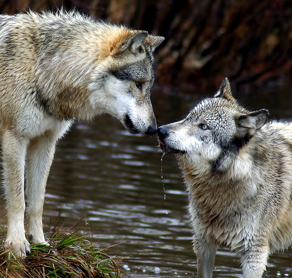  Chihuahua recupera especies como lobo mexicano, oso y bisonte