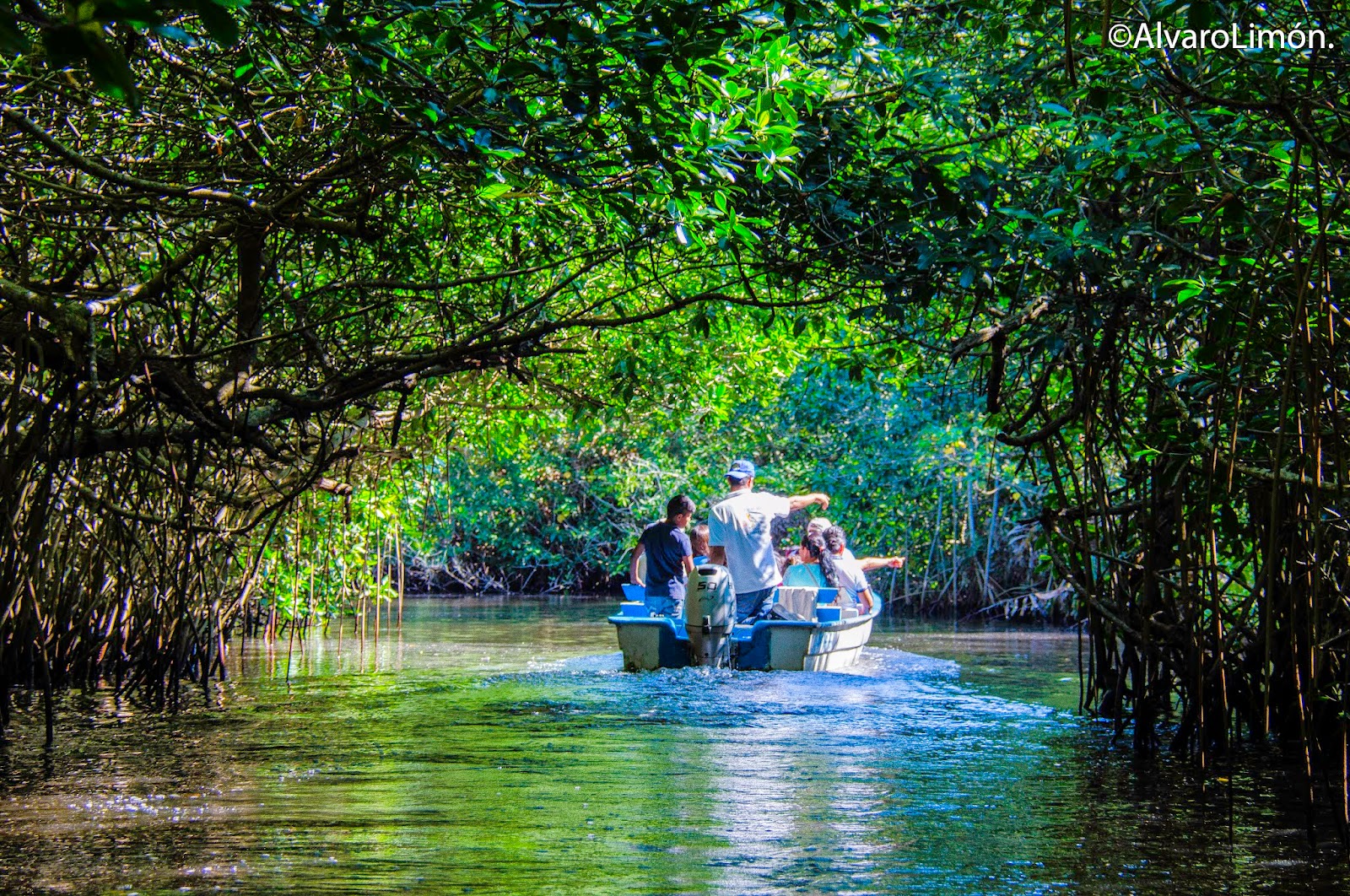  La Tovara, manglar de cocodrilos, felinos y armadillos en Nayarit