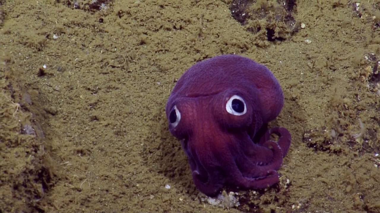  (Video) El calamar que parece de peluche