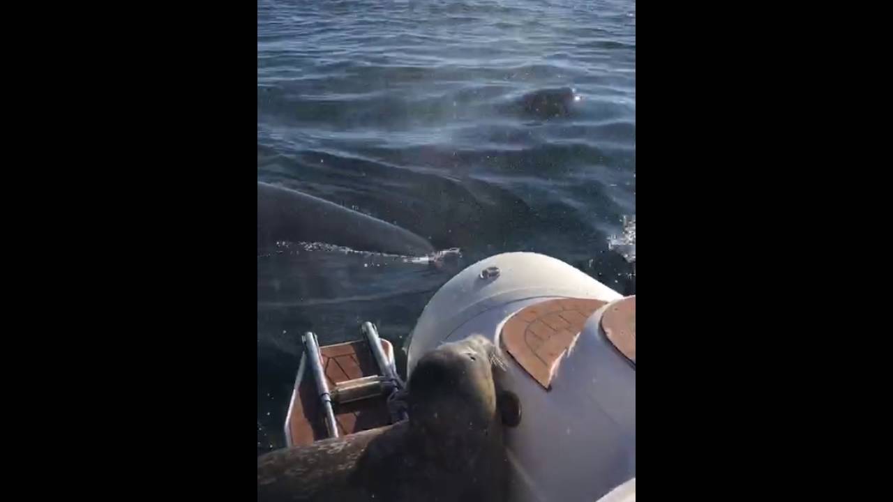  (Video) Foca salta a bote para evitar ser devorada por orcas