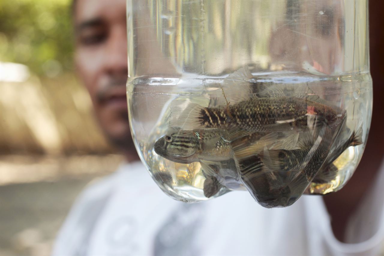  Peces ayudarían en control del mosquito transmisor del dengue