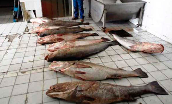  Crimen organizado cambia de giro: ahora se dedican a la pesca ilegal