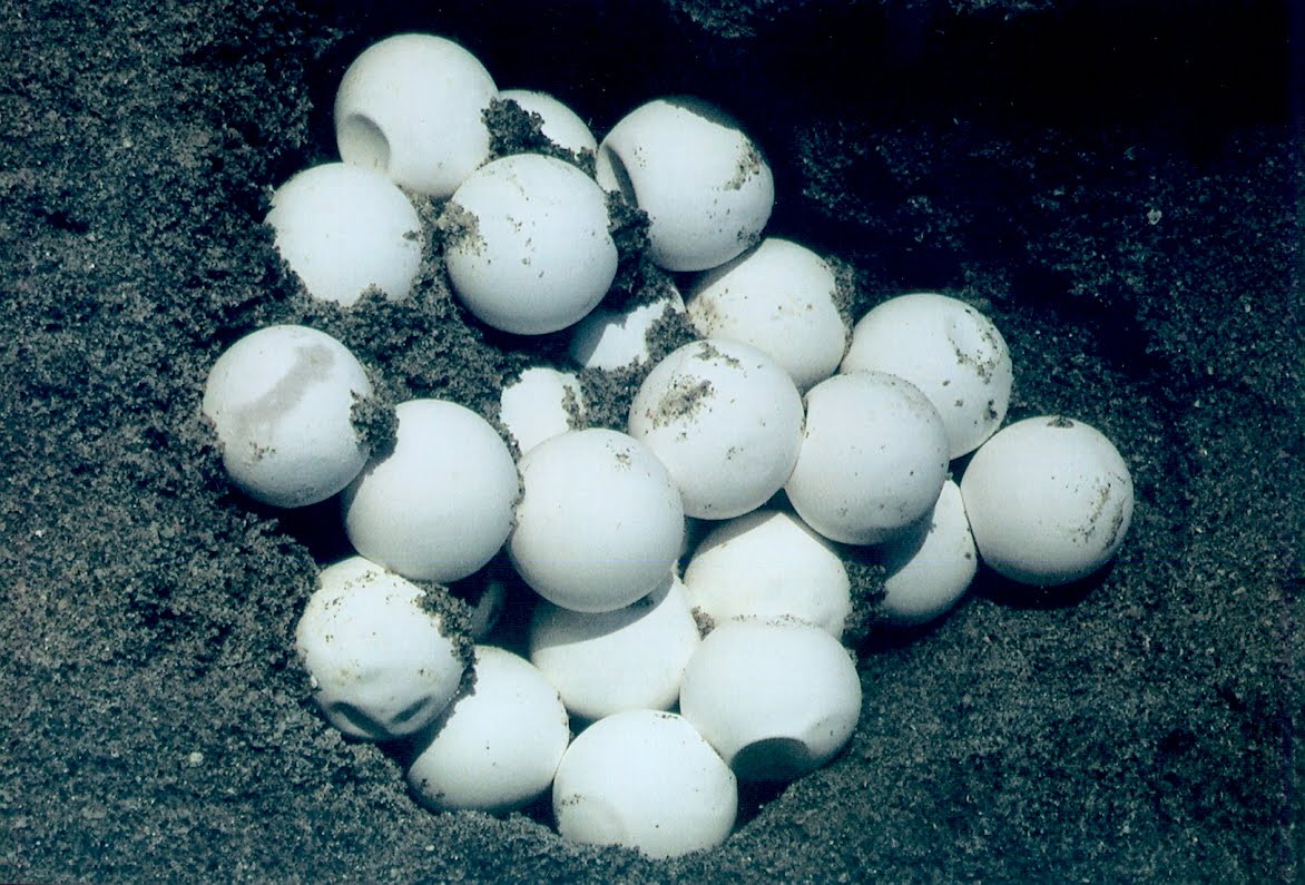  Los huevos de tortuga en Panamá tienen alto grado de metales tóxicos