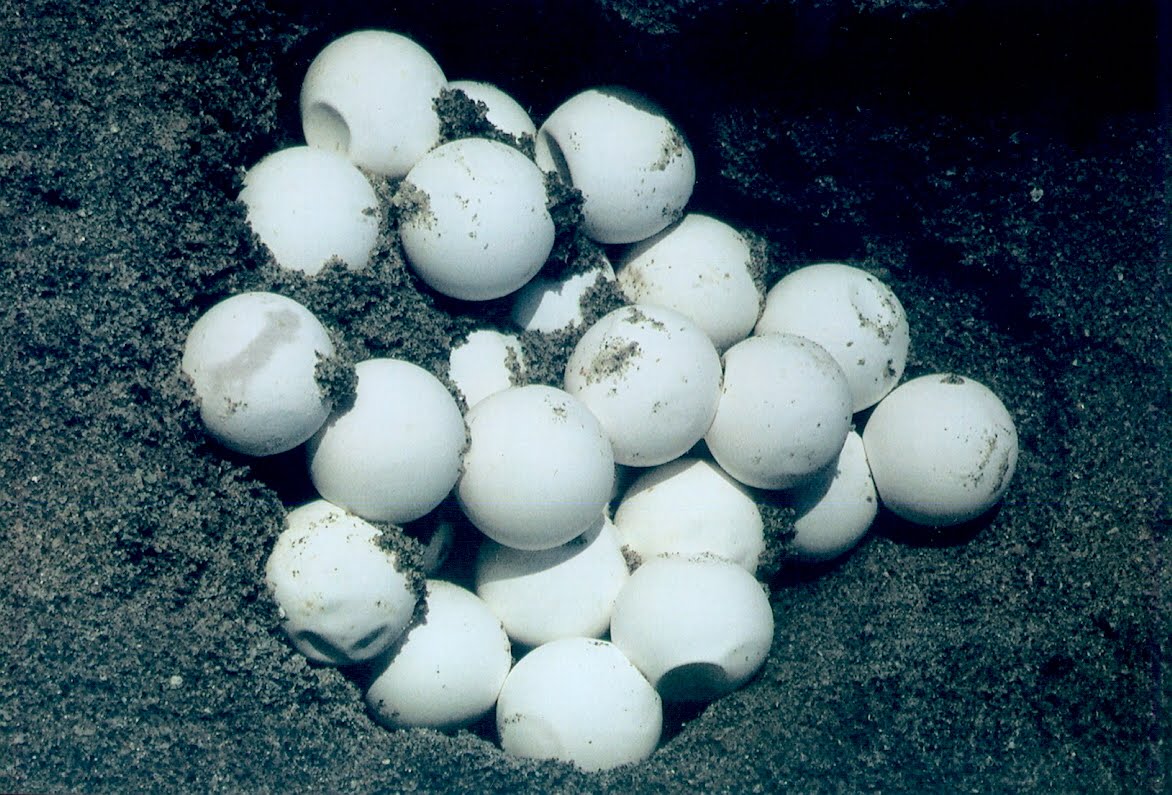  Los huevos de tortuga en Panamá tienen alto grado de metales tóxicos