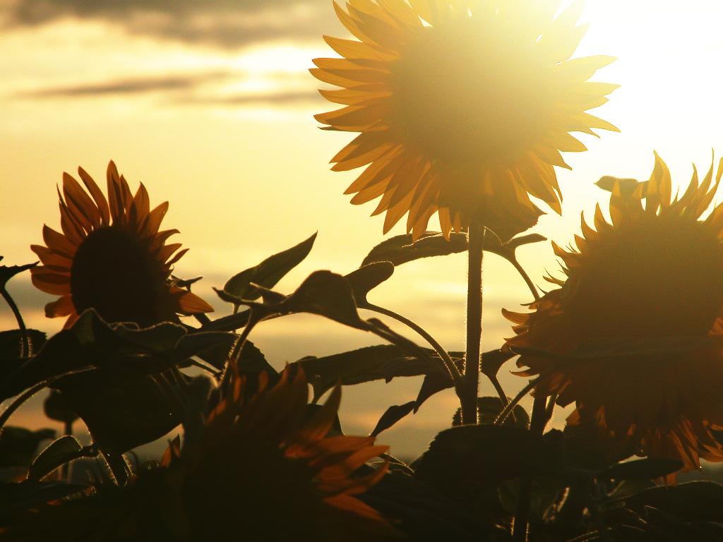  ¿Por qué los girasoles siguen al sol?