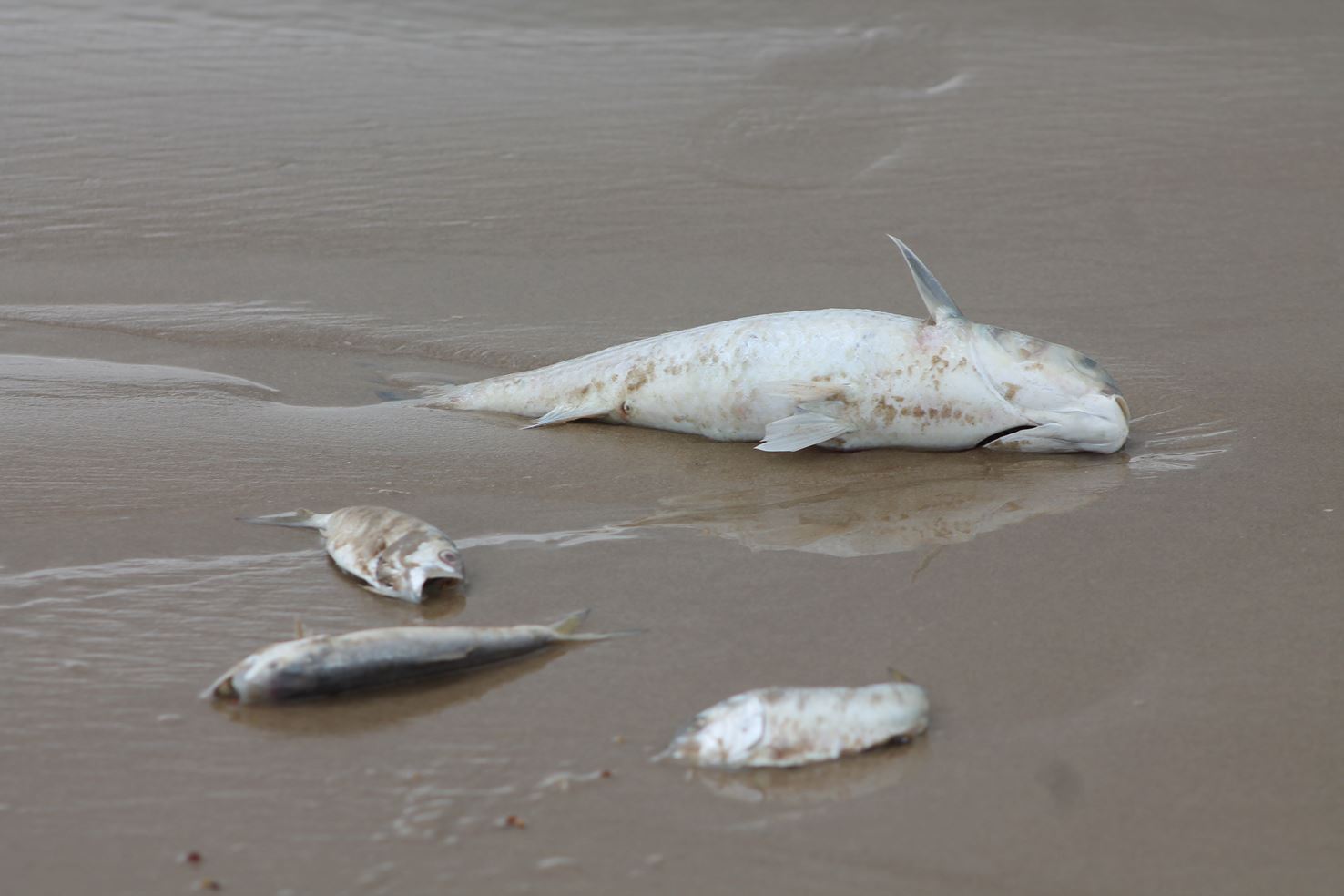  Sector pesquero en alerta: Se ve afectado por la marea roja