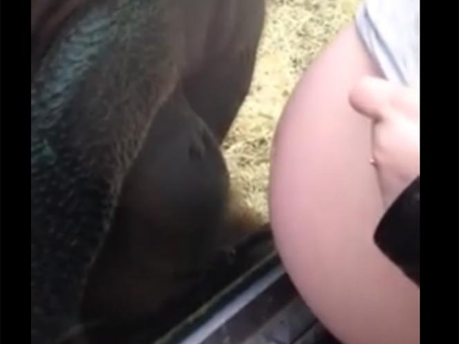  (Video) La reacción de un orangután con mujer embarazada conmueve a redes sociales